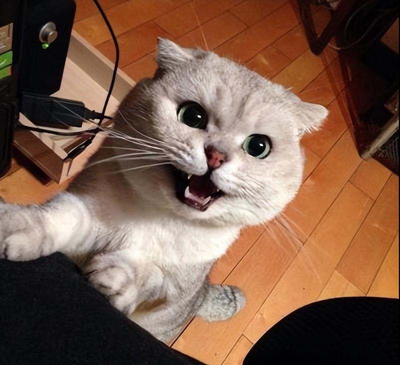 小奶猫一直叫个不停是怎么回事