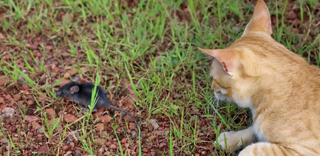 猫吃老鼠不怕病毒吗