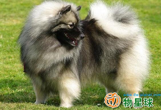 荷兰毛狮犬多少钱一只