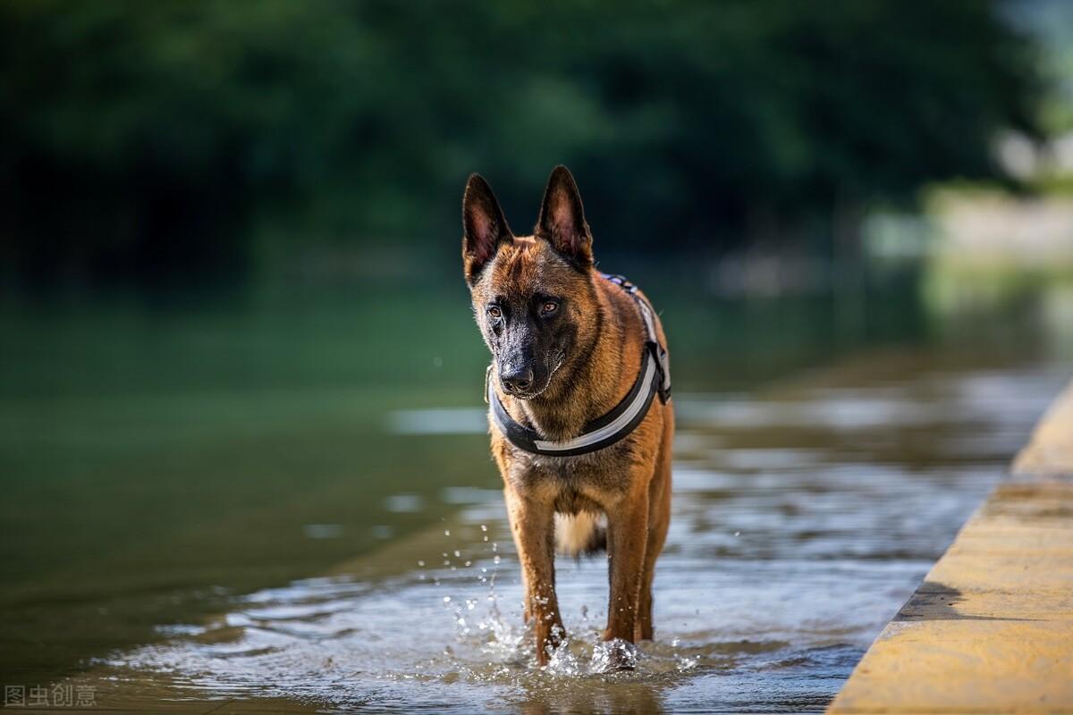中国马犬算不算禁养犬