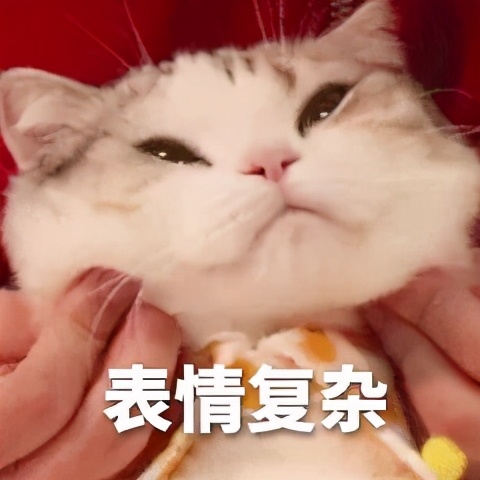 猫咪的坐姿不同代表啥子