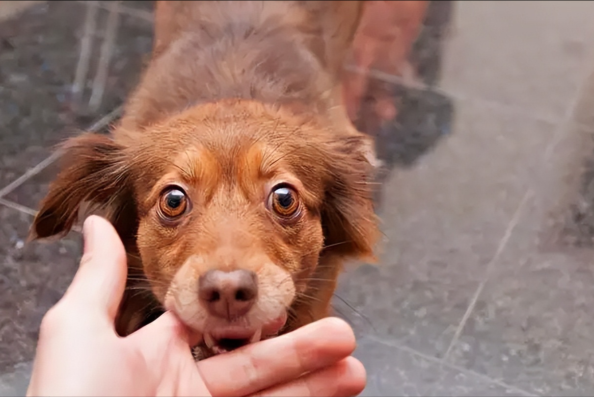 狗狗轻咬的原因是什么