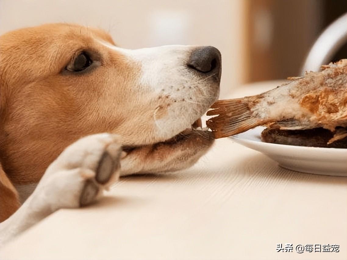 德牧吃什么食物最好