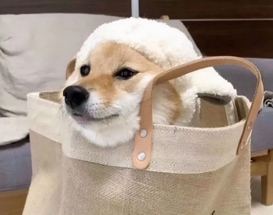 宠物狗品种图片大全价格