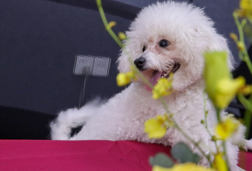 比熊一个月洗几次澡合适