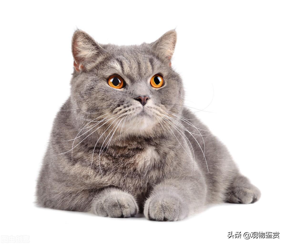 灰色猫有什么品种