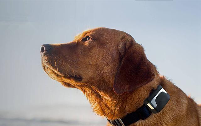 超声波驱狗神器真的有效吗