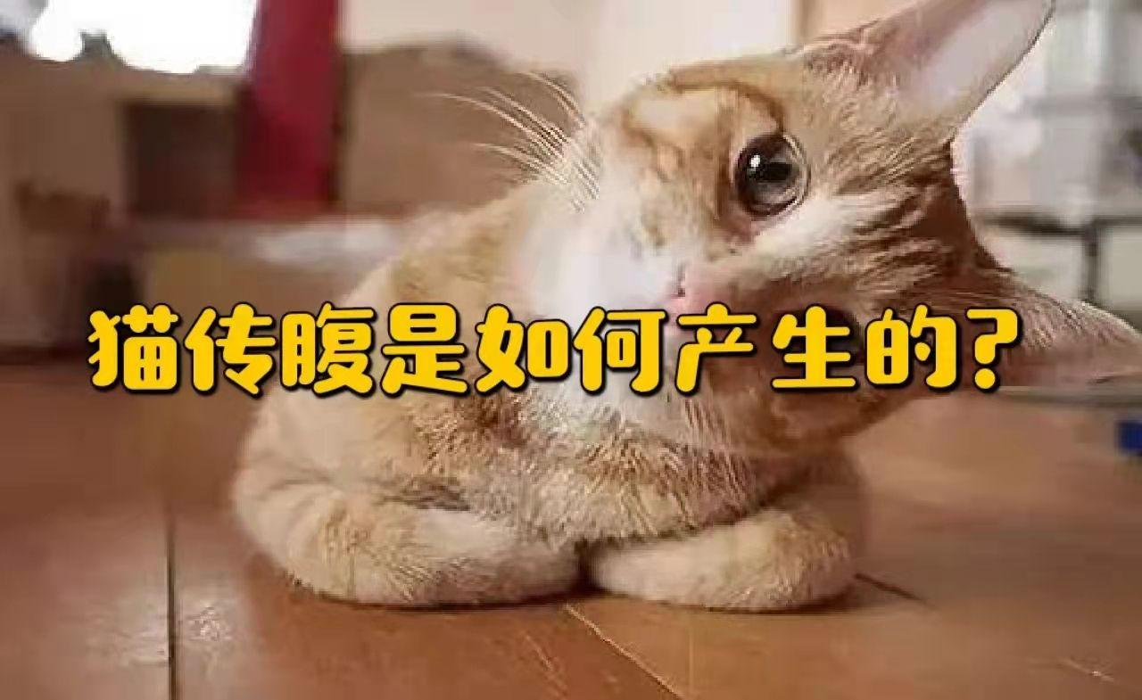 猫咪怎么得的猫传腹
