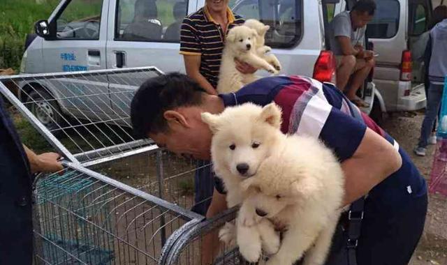 怎么看一窝狗哪个最聪明