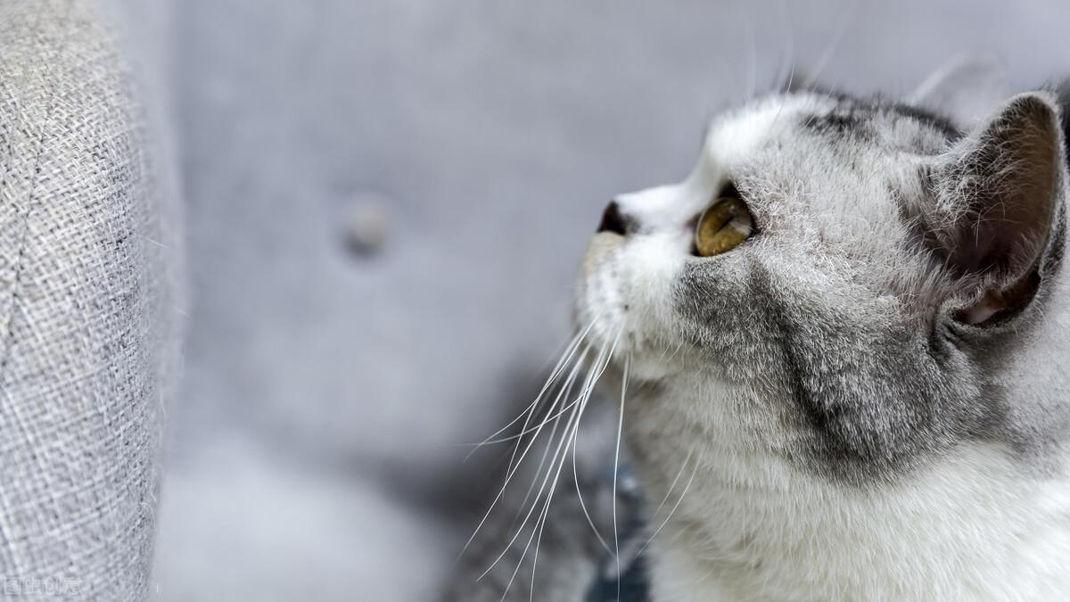 凯米尔色渐层和银渐层生什么