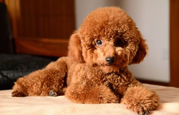 红棕色泰迪狗狗图片