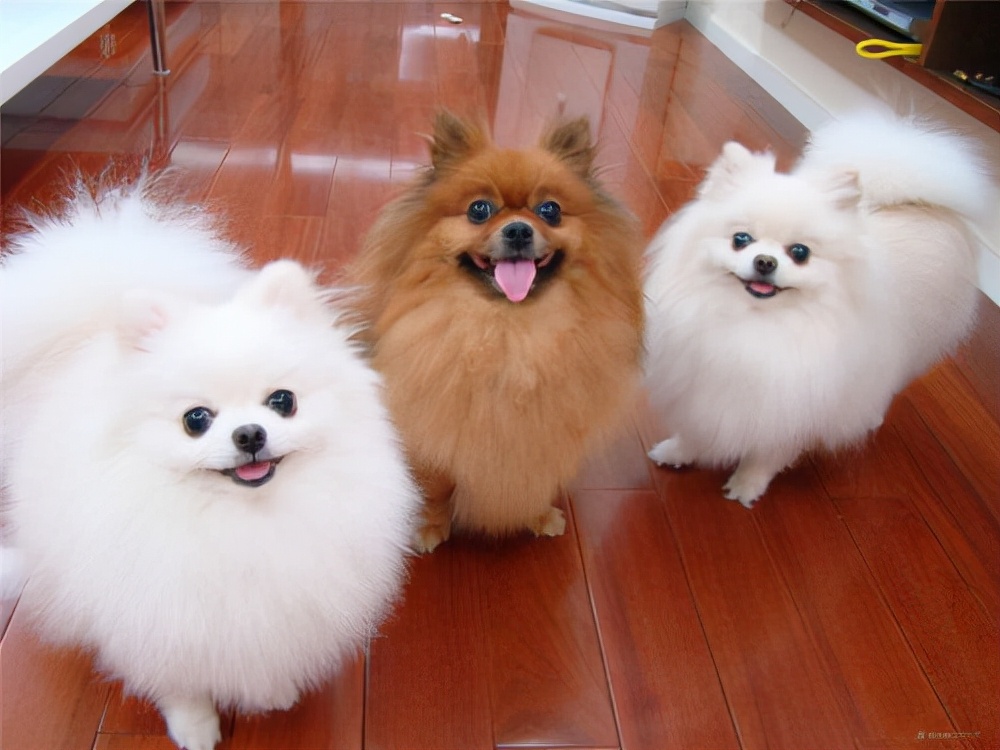 杂交狗怎么分辨品种