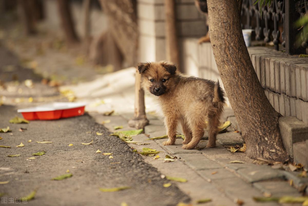 狗狗走失的原因有哪些