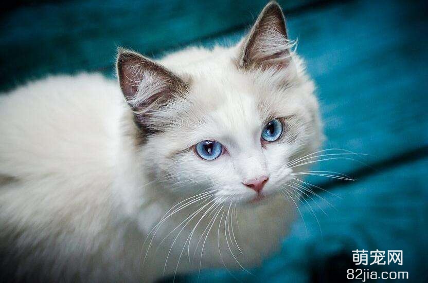 波米拉猫多少钱一只