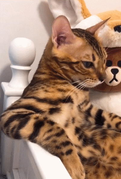 孟加拉豹猫是国家保护动物吗