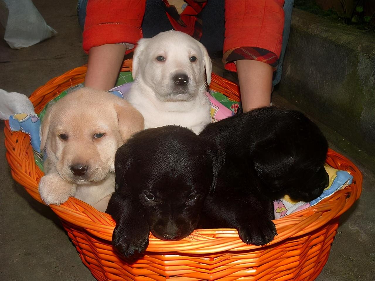 狗的外形特点都有哪些