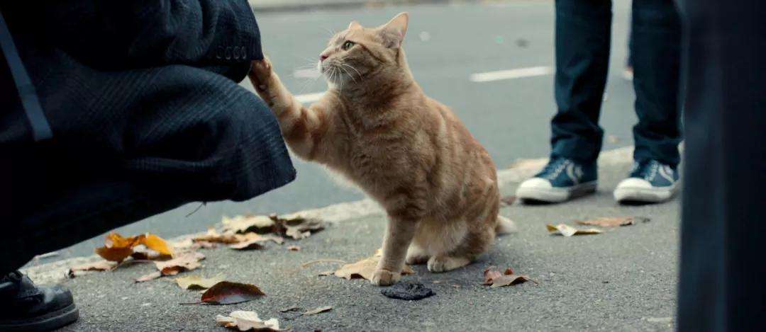 怎么确定猫认主人了