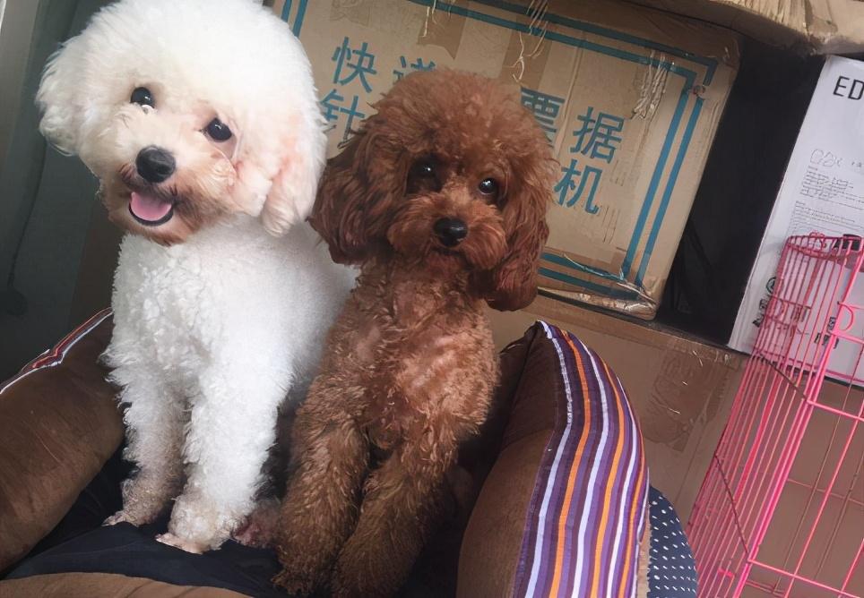 泰迪和比熊建议养哪个