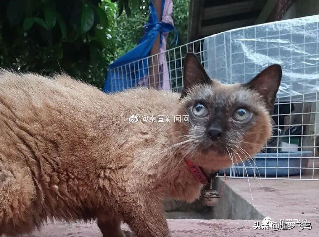 像奶奶的猫是什么猫