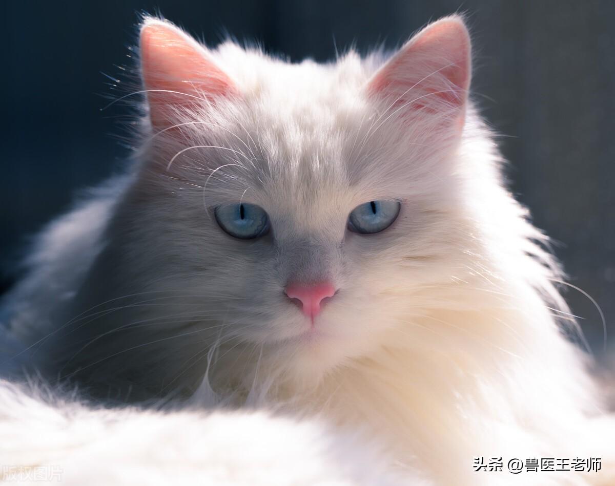 狮子猫幼猫多少钱一只