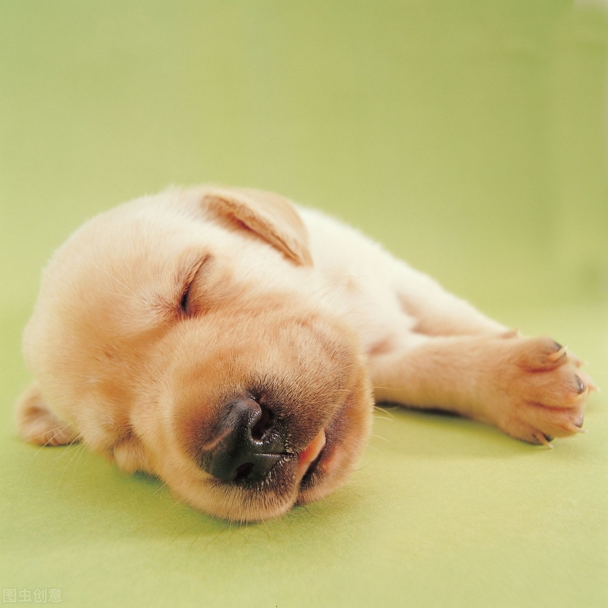 狗狗犬瘟热是什么症状