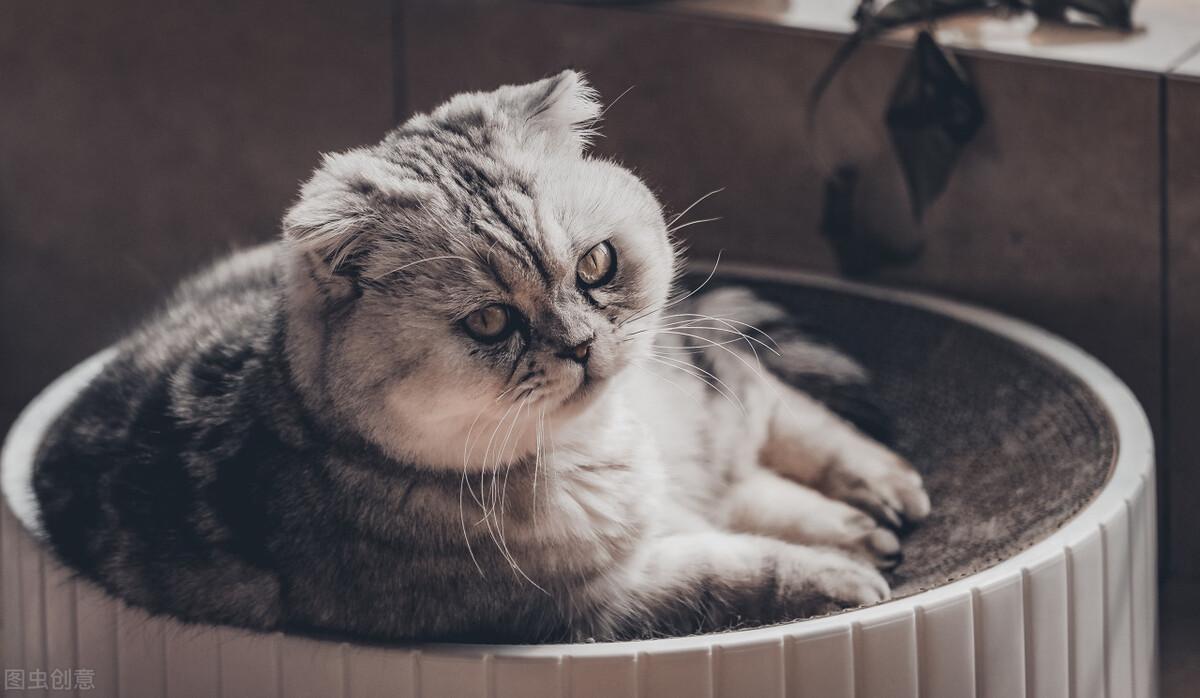 猫肠胃炎吃什么药