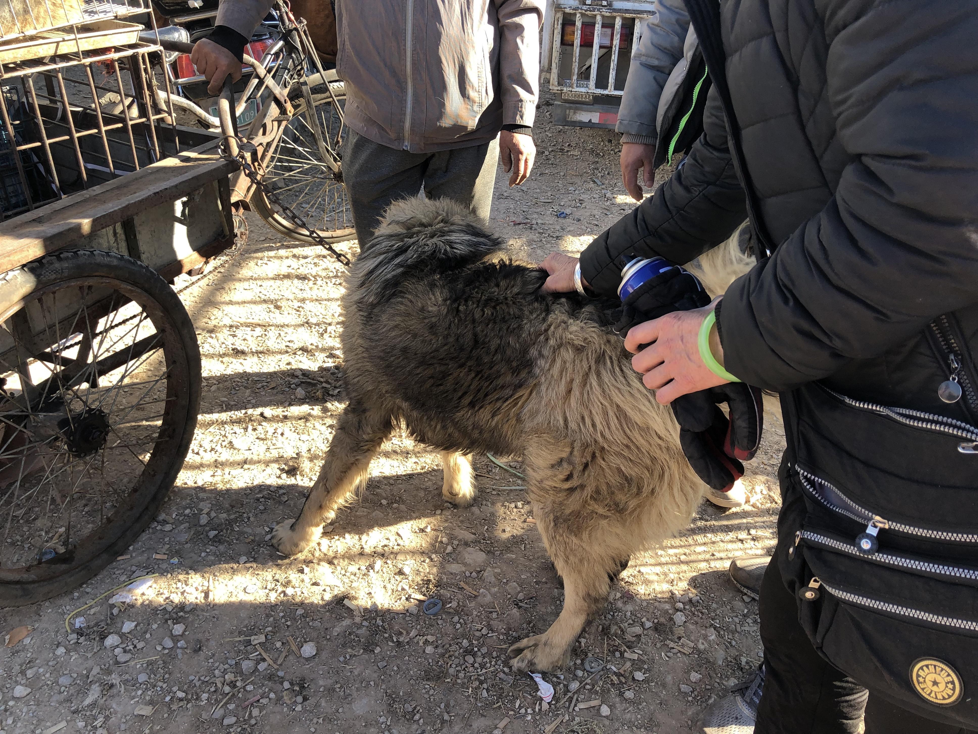 纯种高加索犬出售