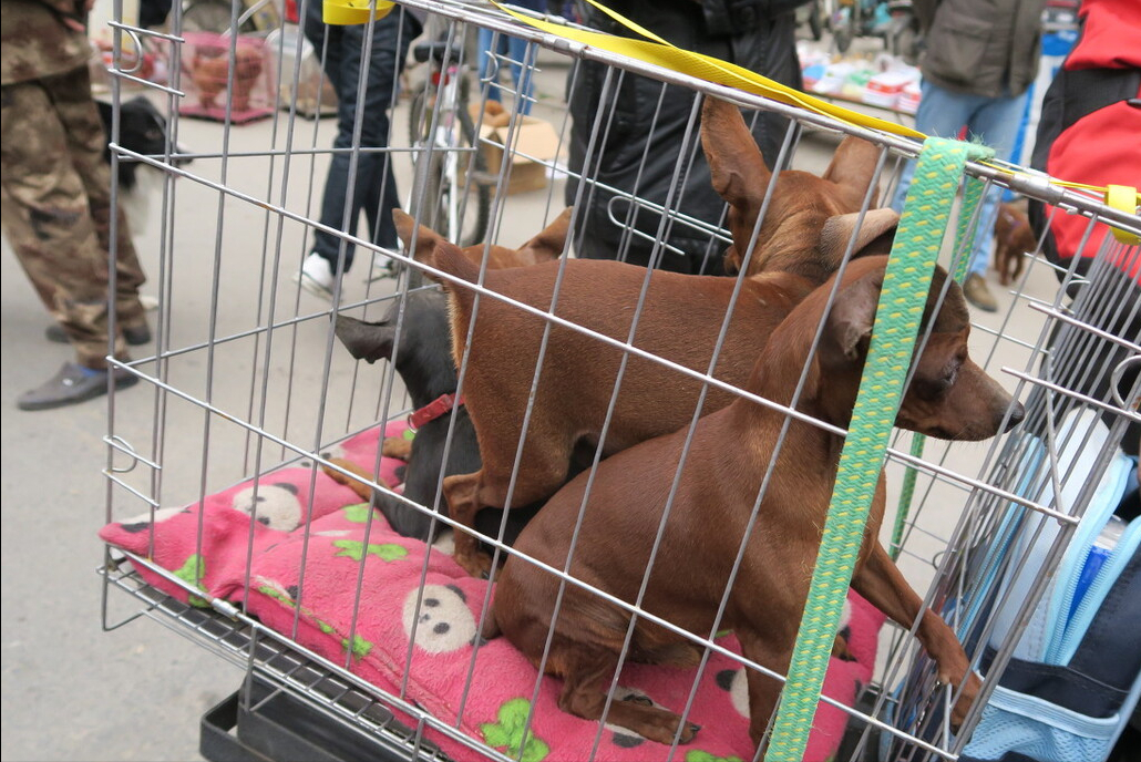 宠物狗价格500元以内有哪些