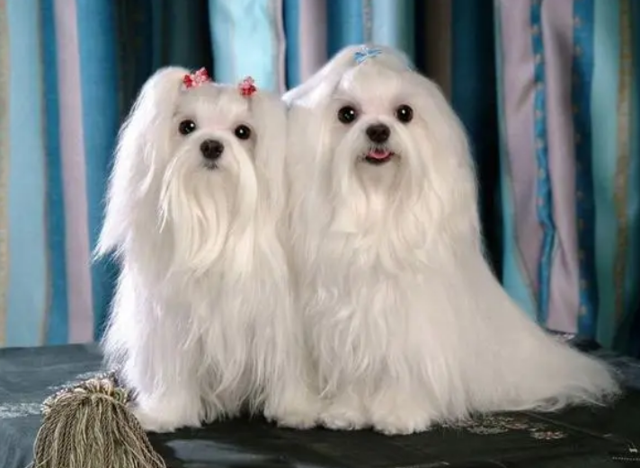 马尔济斯犬怎么养忌讳什么