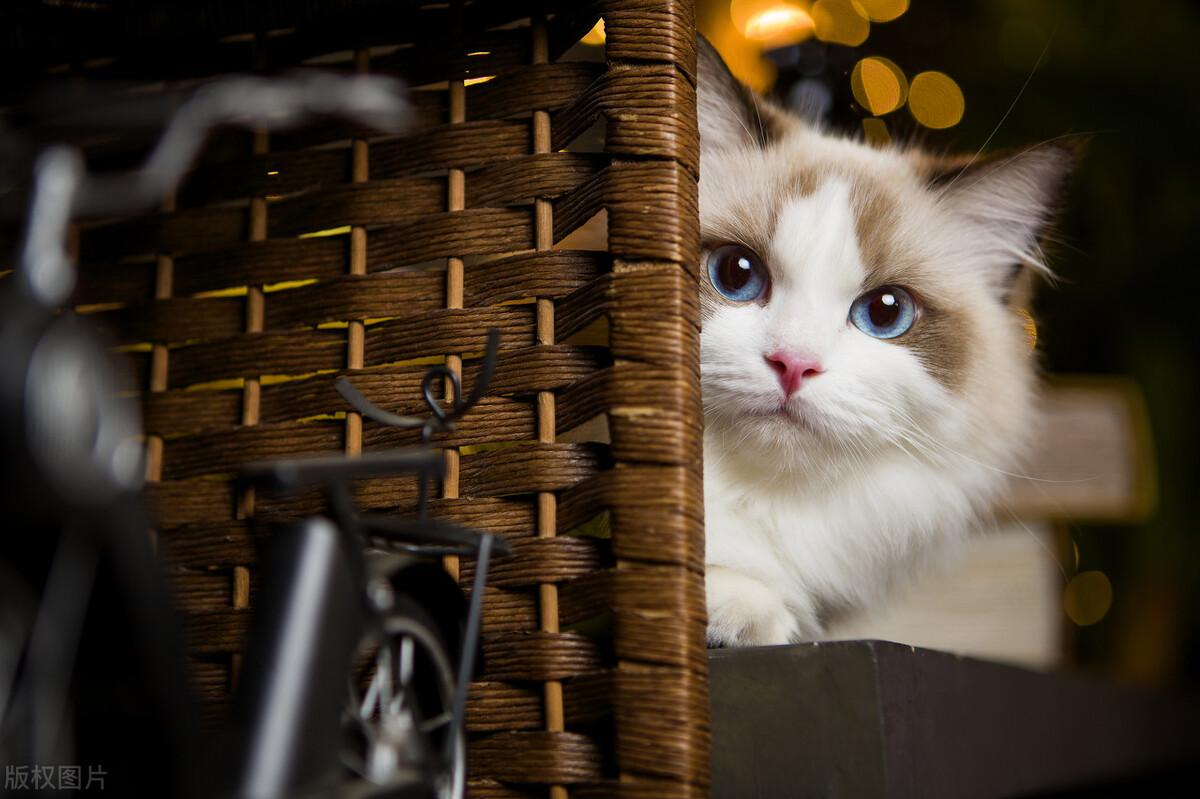 猫到处乱拉屎怎么办