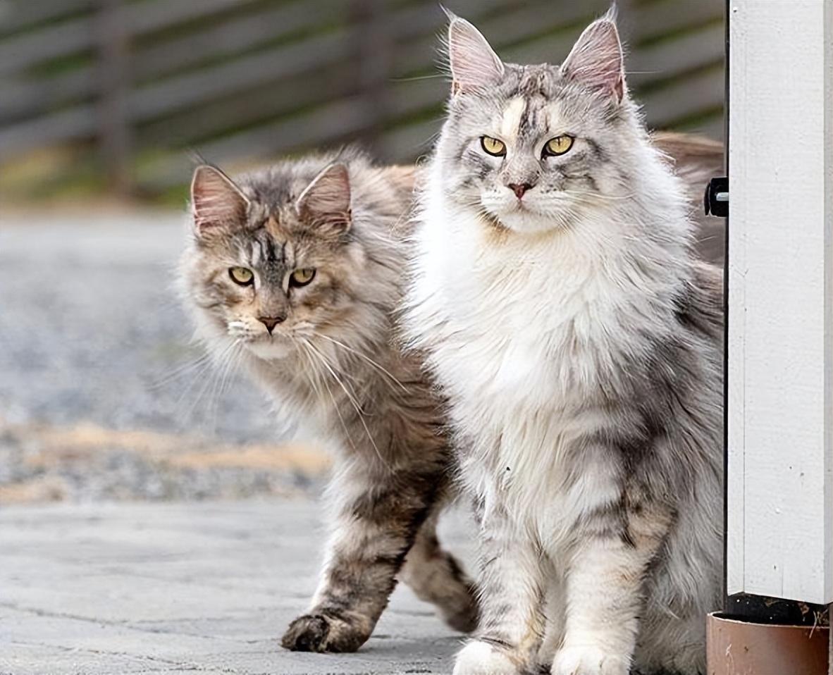 缅因猫国内多少钱一只