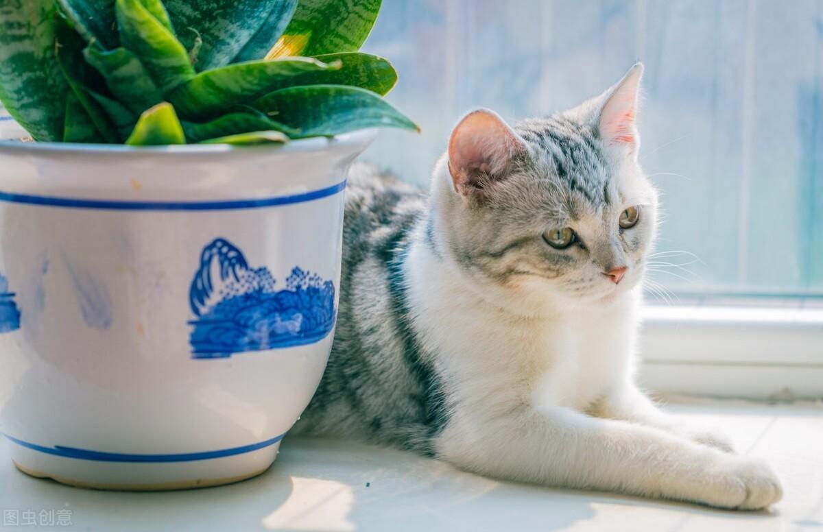 猫咪便便后有粘液带血能自愈吗