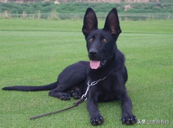 红狼犬和黑狼犬哪个好