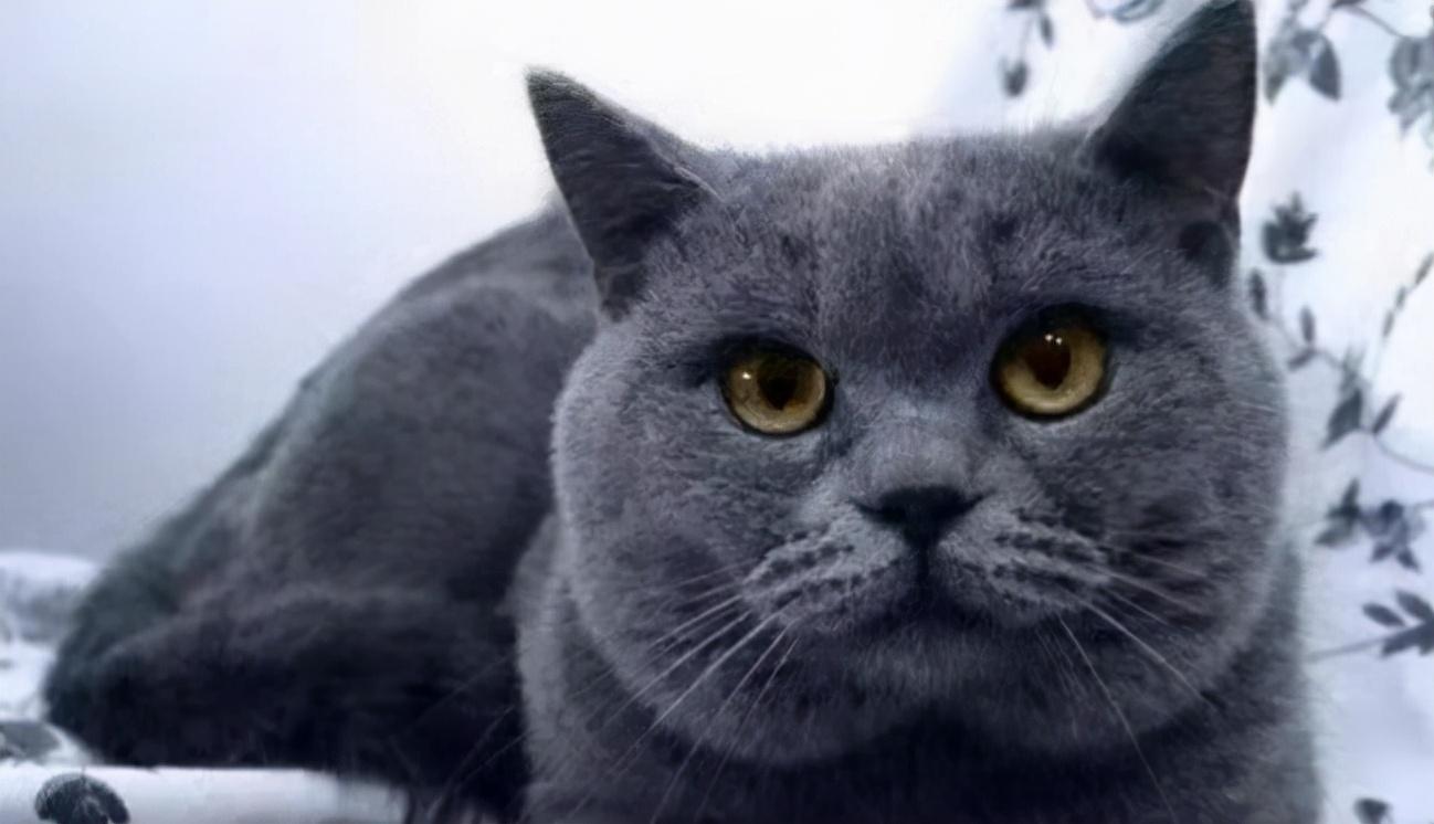 俄罗斯蓝猫和英短蓝猫哪个贵