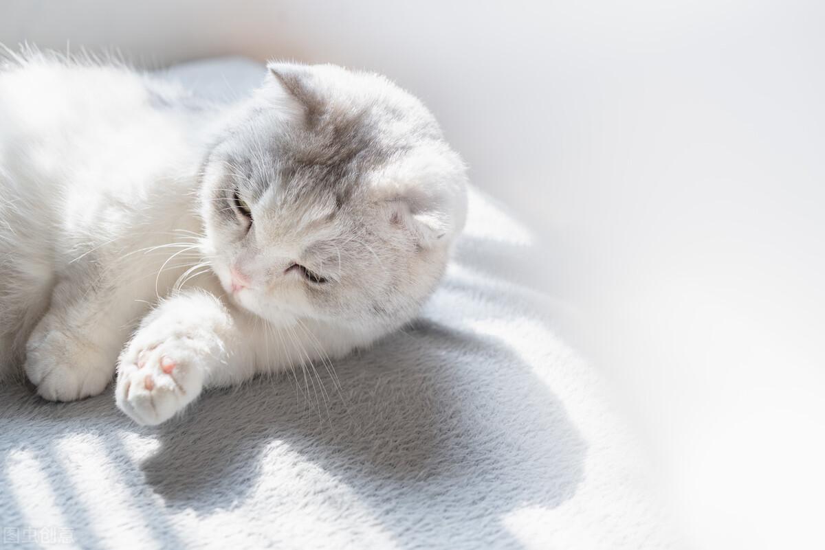 猫鼻支吃什么药最有效