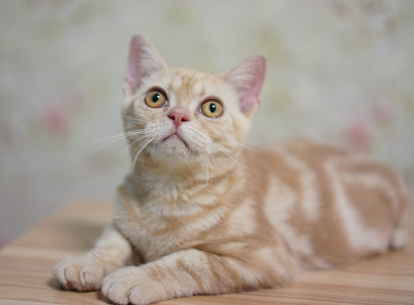 美短猫优缺点有哪些