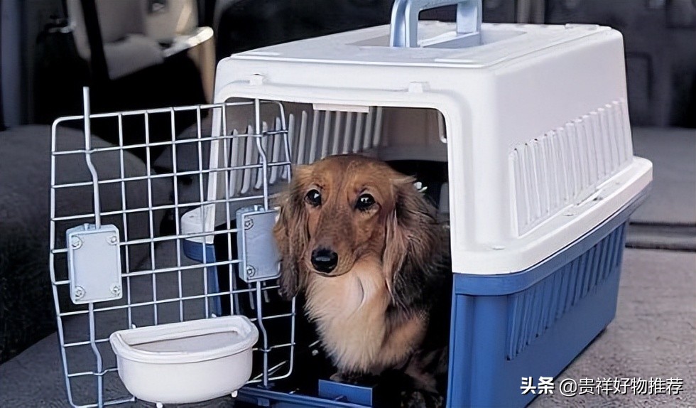 宠物猫托运大概要多少钱