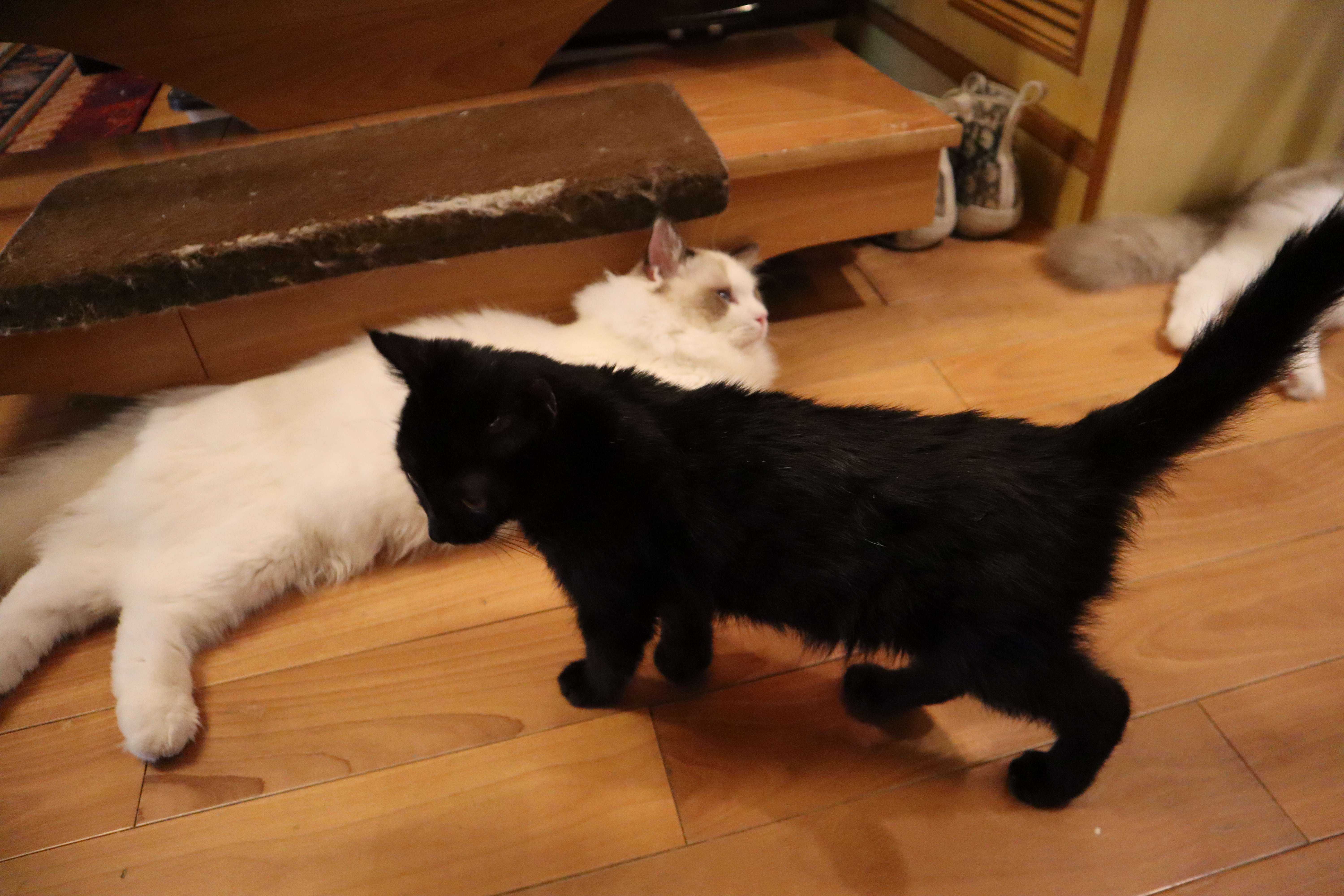 怎么看黑猫是不是玄猫