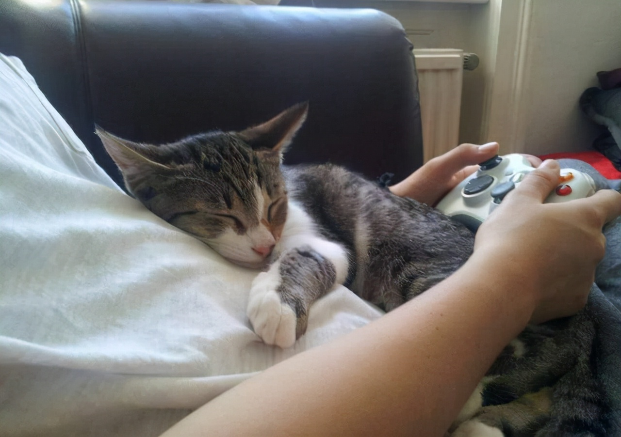 怎么养好一只猫咪