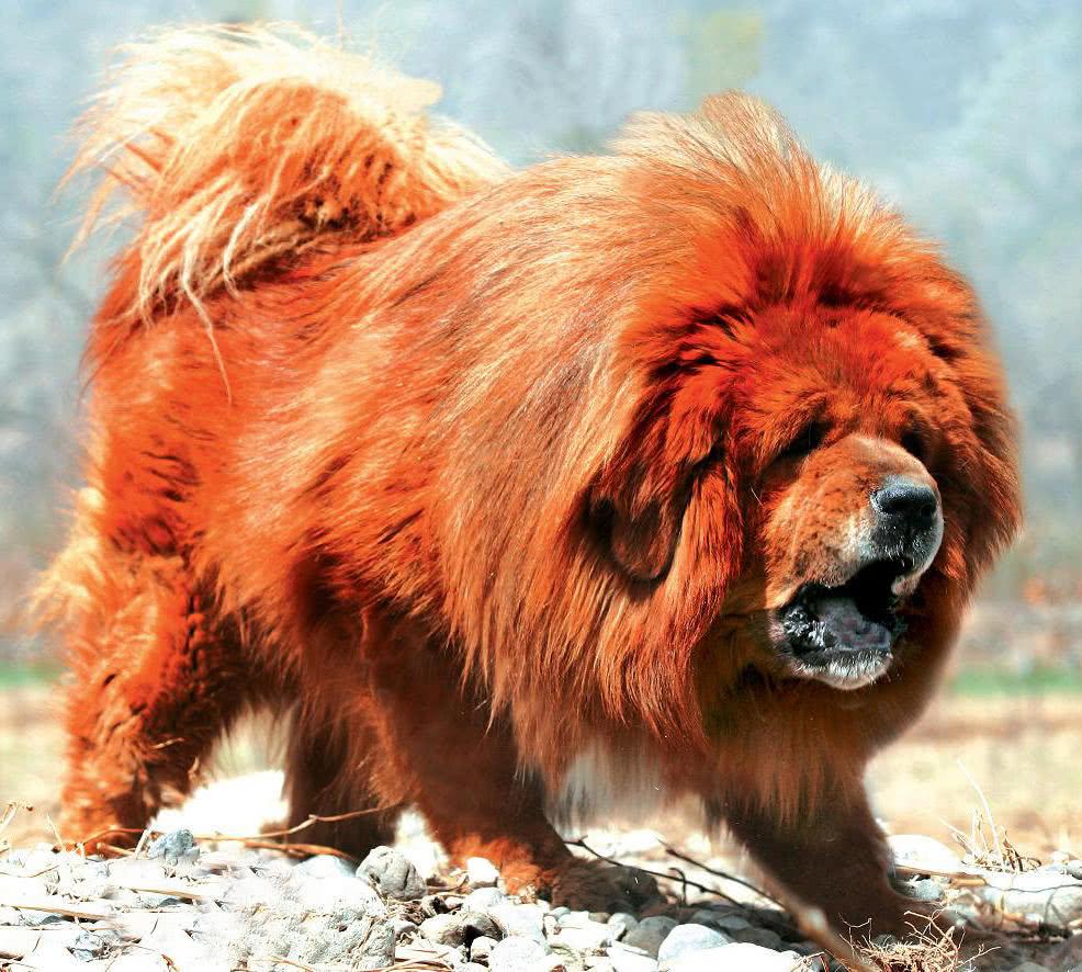 世界十大猛犬排名