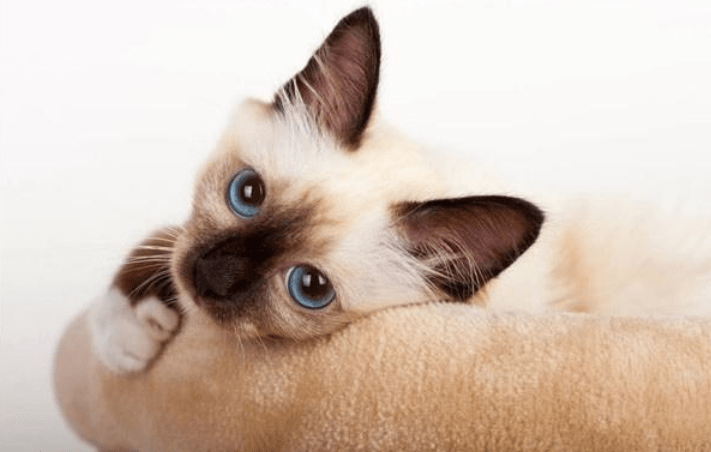 猫咪得了肠胃炎怎么治疗