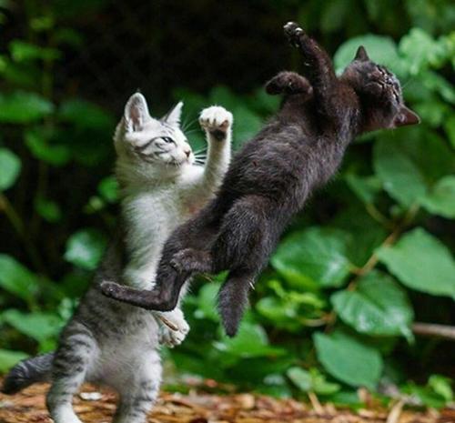 哪种猫战斗力最强