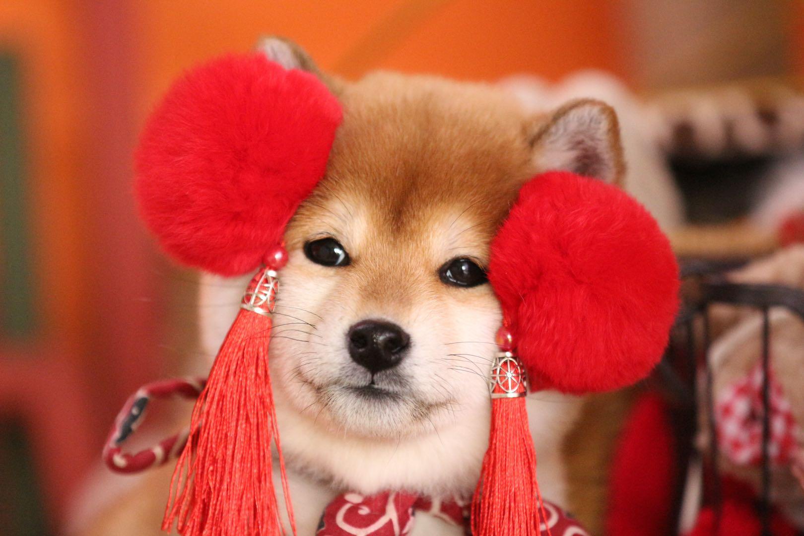 柴犬智商排名第几柴犬聪明吗