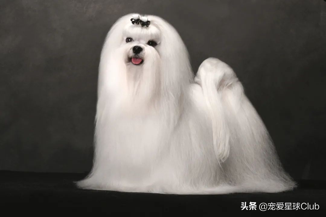马耳他犬毛色是什么颜色