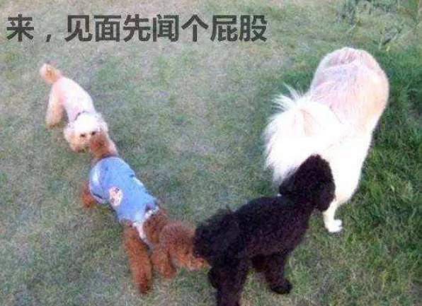 狗和狗怎么交流