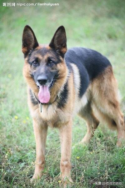 常见的警犬品种有哪些名字