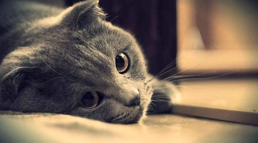 猫经常换主人会怎样