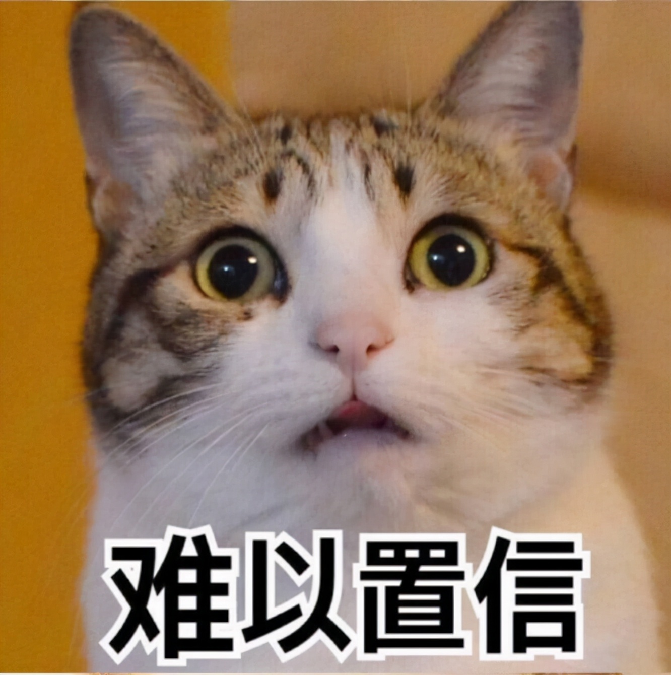 猫咪记录世界记录生活