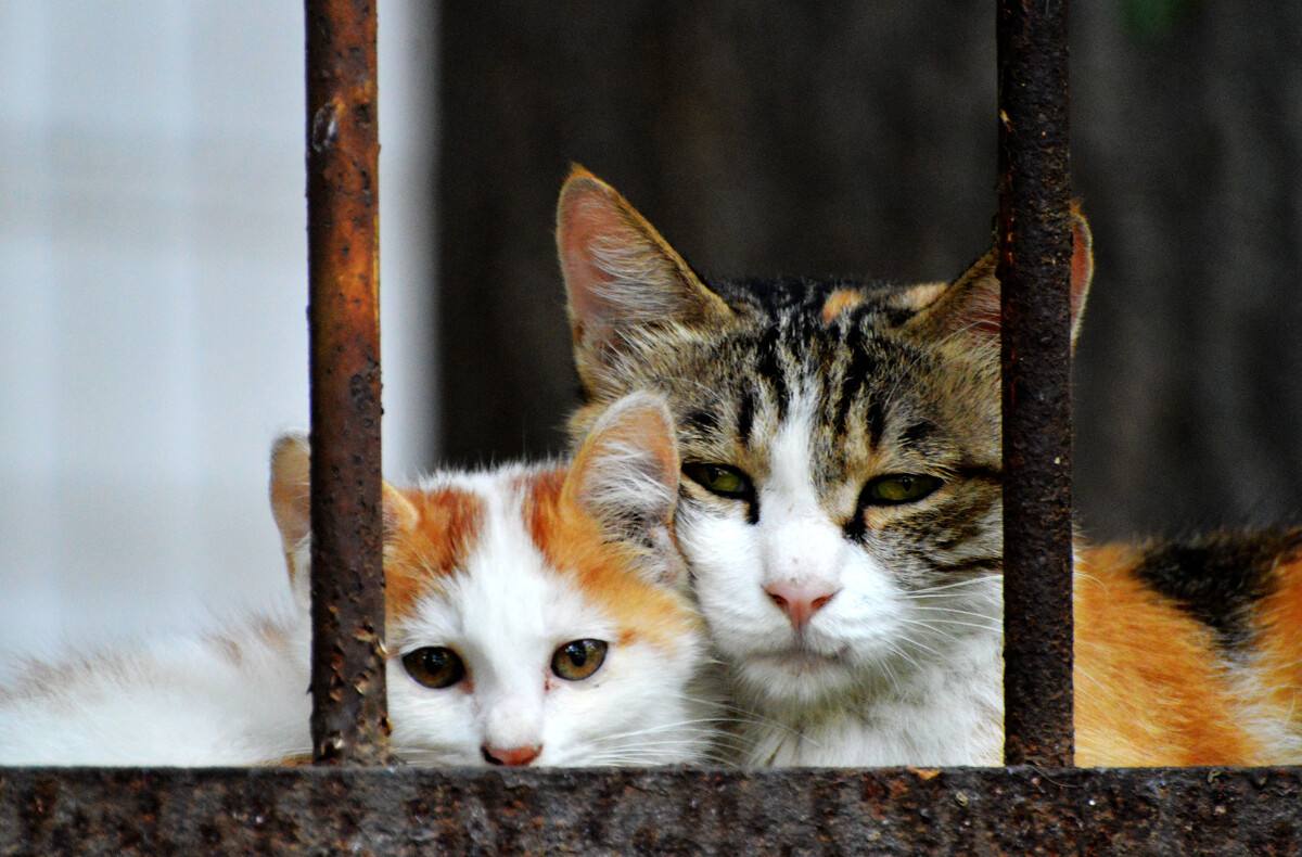 不想养猫了应该怎么办