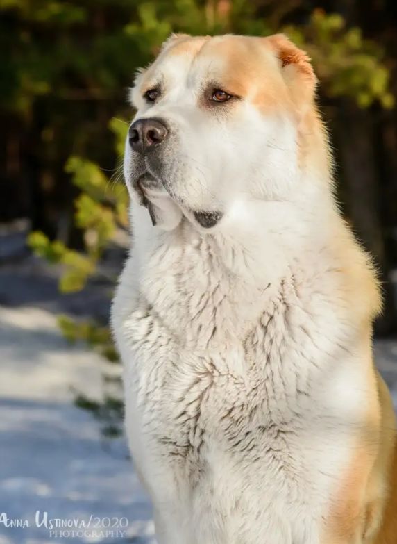 俄罗斯中亚牧羊犬怎么样